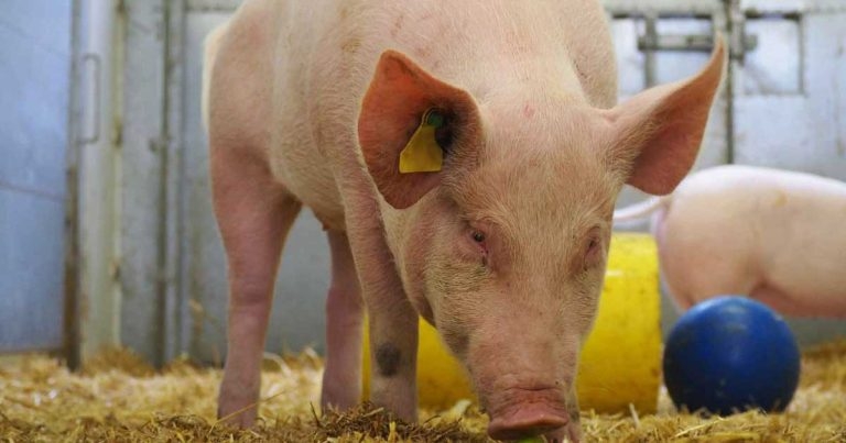 Research aids studies into pig lung immunity