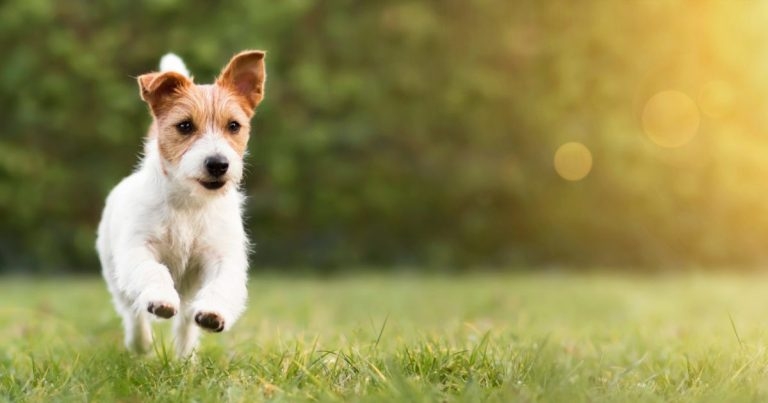 Petplan reveals biggest seasonal payouts