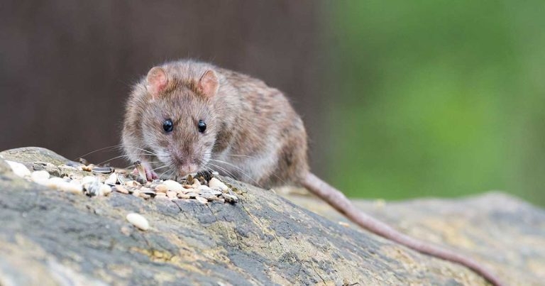 Rat research hints at shared anti-boredom mechanism, academic suggests