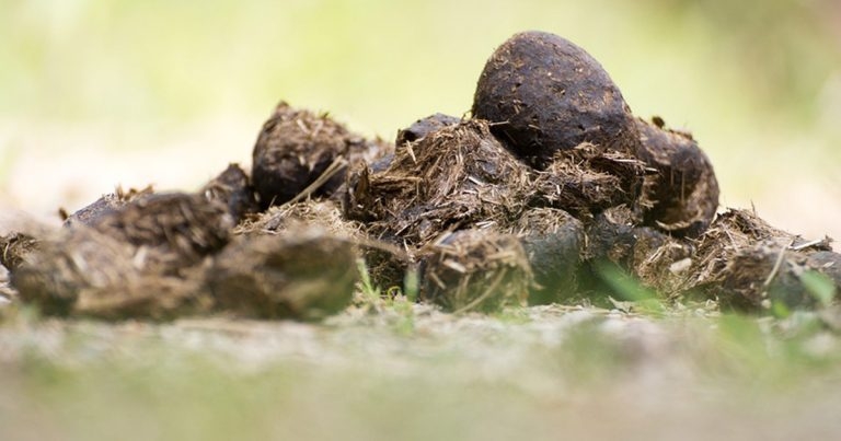 Pros and cons of faecal egg count testing programmes