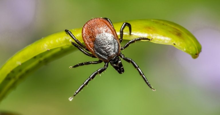 Tick-borne pathogens – old, new and emerging