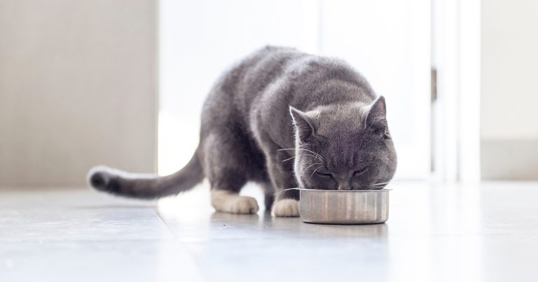 Nutrition and its effect on renal and urinary conditions