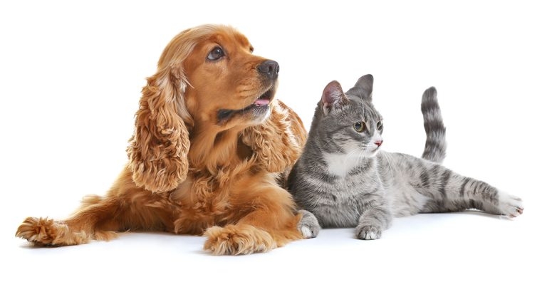 OA: the impact on pets’ lives