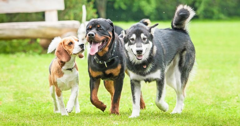 Lung mass surgery in dogs