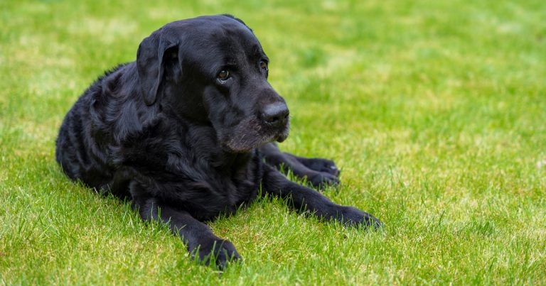 Euthanasia – better a day too early than a day too late?