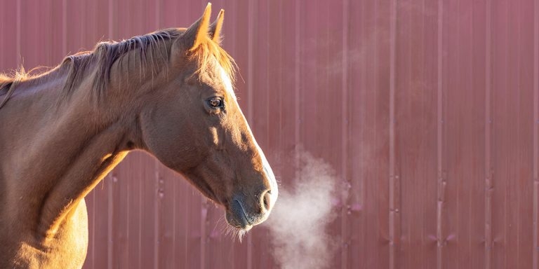 Upper airway conditions in horses