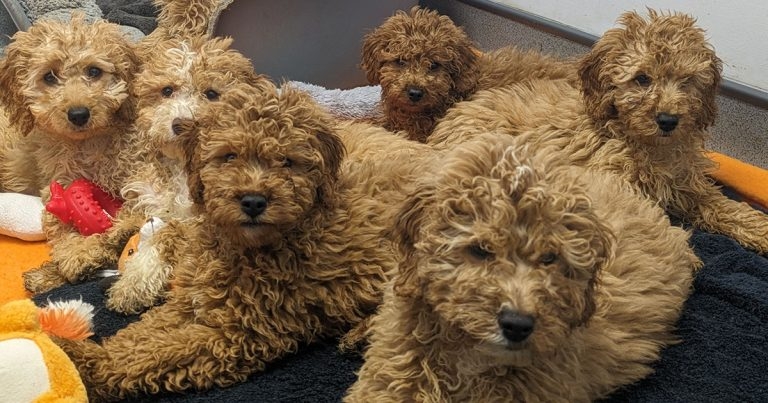 Lorry puppies rehomed after critical veterinary care