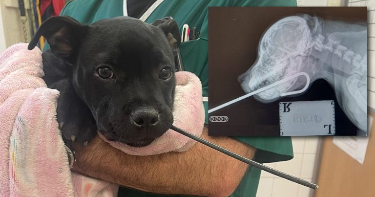 Puppy off the hook after emergency operation