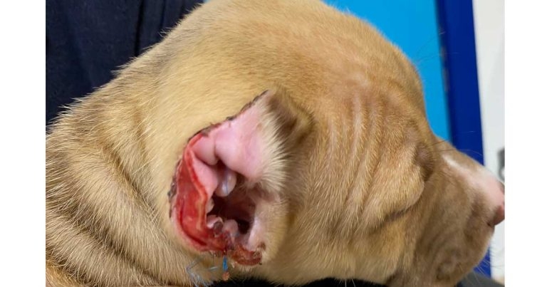 RSPCA calls for action over ‘glamorised’ ear crop fears