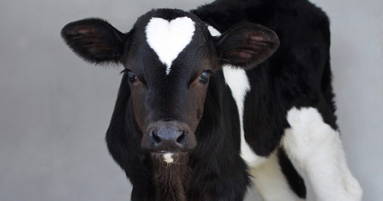 BVD: health and welfare costs of ongoing problems on farm