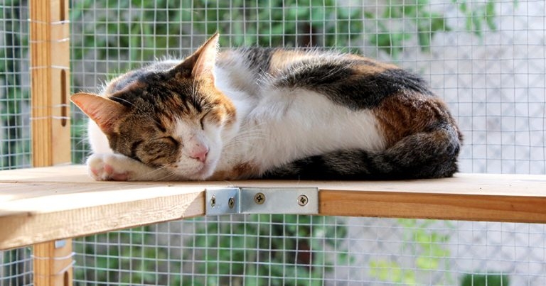 Preventive health care advice for indoor cats