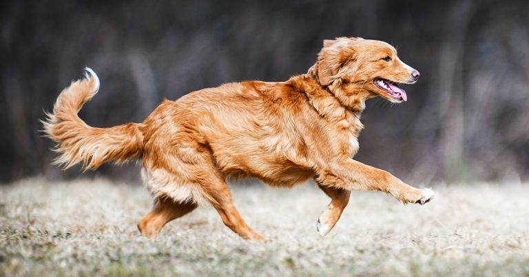 Sustained management of OA