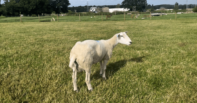 Sheep health – focus on UK’s ovine iceberg disease threats
