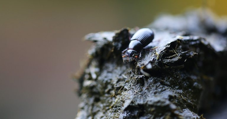 Integrated parasite management for cattle