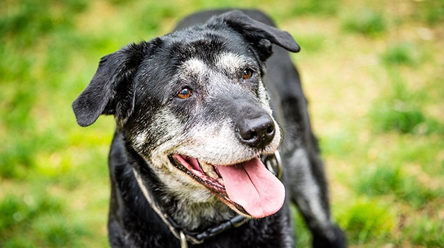 Geriatric dogs – common conditions and practices