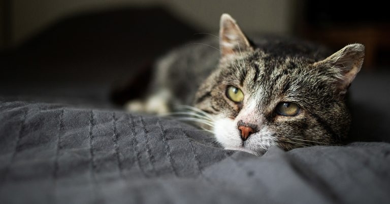 Charity’s report reveals cat care concerns endure