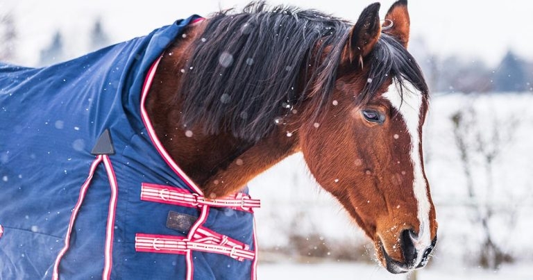 Equine asthma – treatment options and pre-winter prep