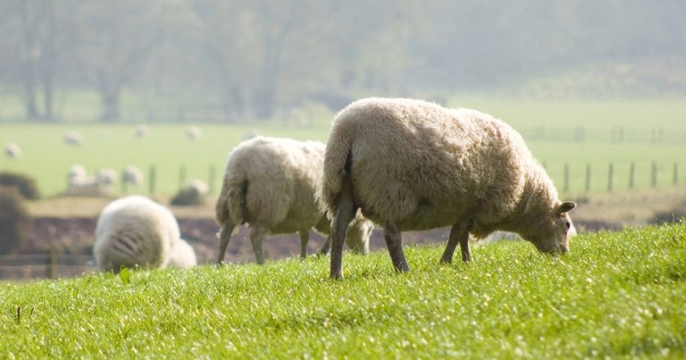 New bluetongue restriction zone is introduced to English counties