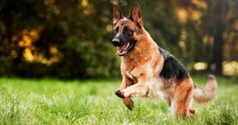 Cytology findings from an enlarged prostate in a dog