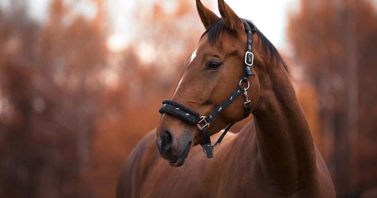 Equine pituitary pars intermedia dysfunction – an overview