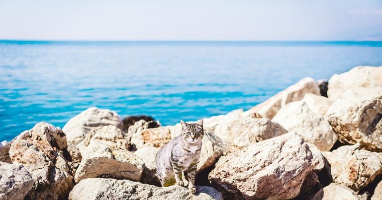 Do vets get a holiday?