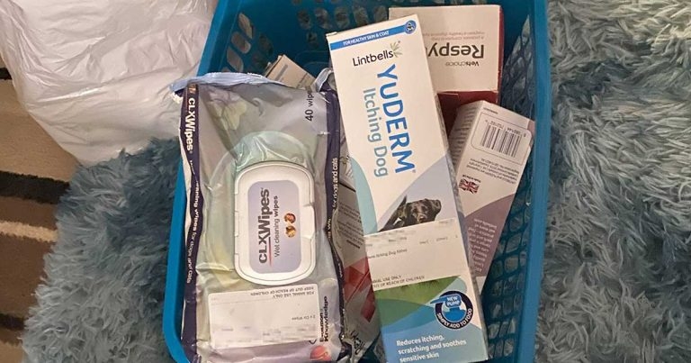 Veterinary nurse handed suspended jail sentence for insurance fraud