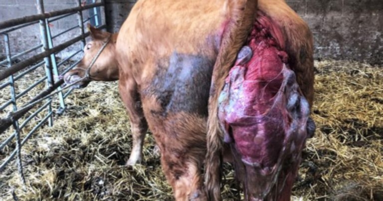 Bovine uterine prolapses – causes, correction and care