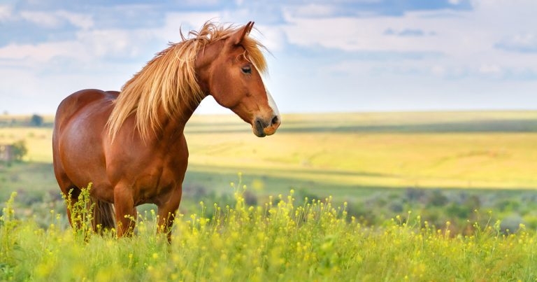 Equine metabolic syndrome