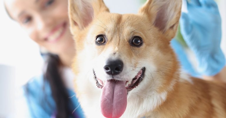 Six-week versus six-month steroid treatment protocols