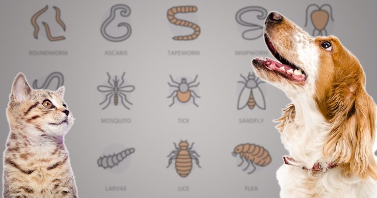 Parasite surveillance: vital role in UK cats and dogs