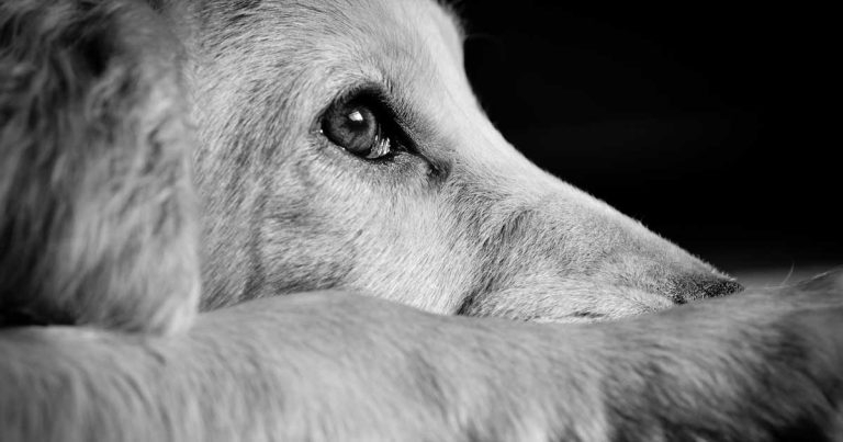 Management of canine noise anxiety – year-round impact