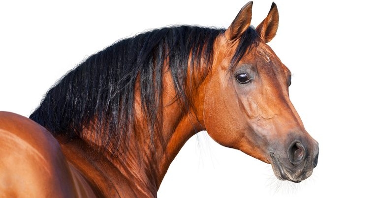 Equine obesity – ways in which vet nurses can help