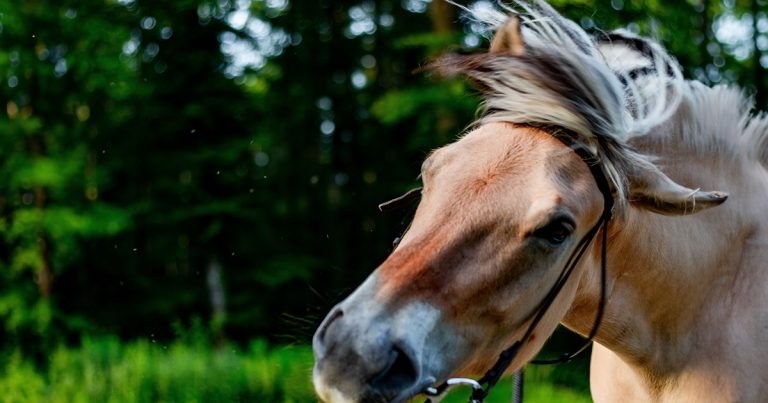 Headshaking syndrome in horses – latest research
