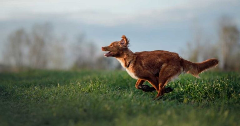 Senior vets back canine DNA livestock attack project