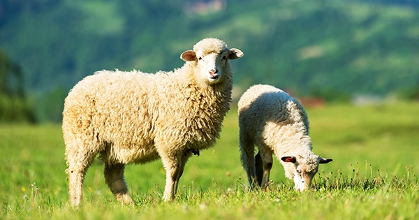 Do not underestimate cost of flystrike cases