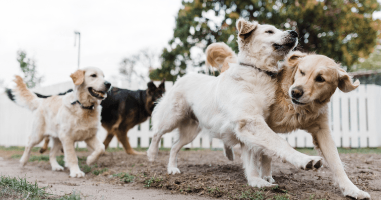 Elevate patient care with Paw Prosper’s trusted solutions at professional prices