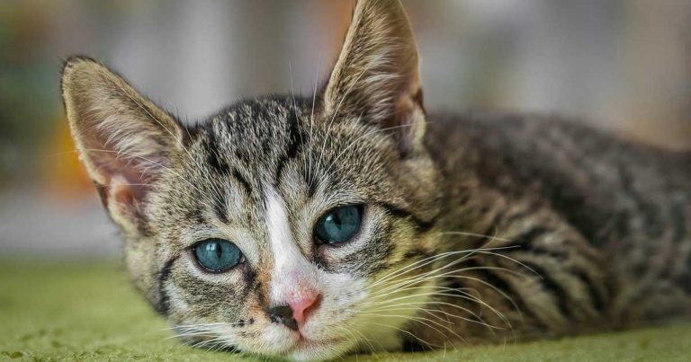 MP pleads for cat breeding regulation