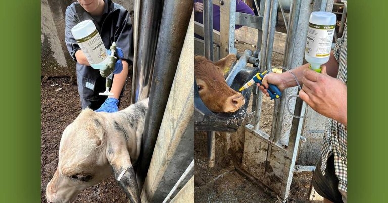 Cattle calmer given UK launch at congress