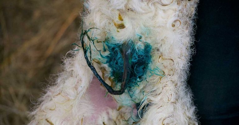 Research highlights benefits of navel protection solution for lambs