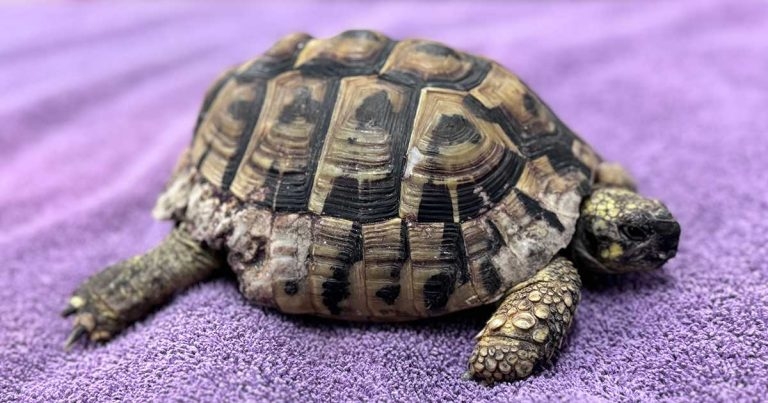 Vets seek tortoise owners after recycling truck ordeal
