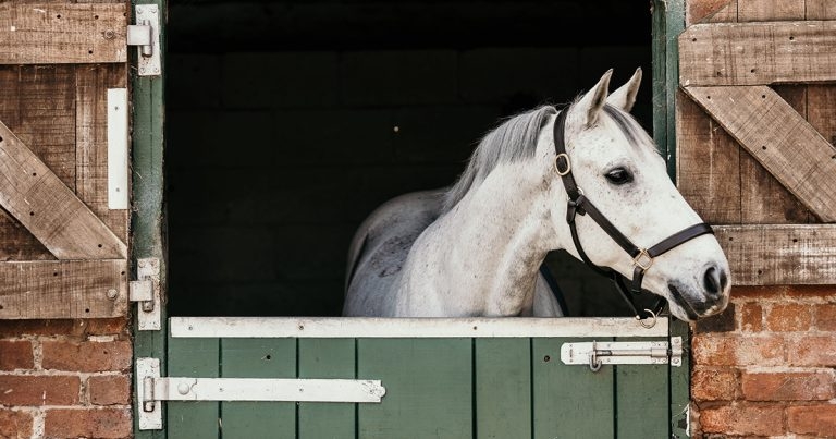 Free webinar aims to highlight equine AMR