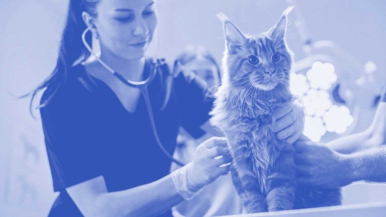 Corporates or independents? What are the factors to consider?