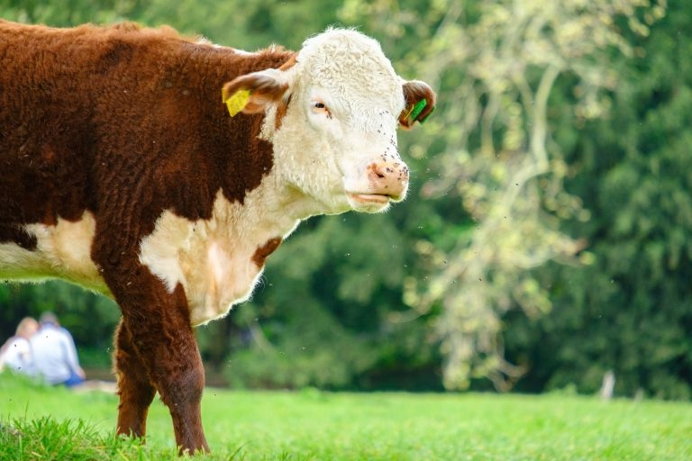 BSE case confirmed in Scotland