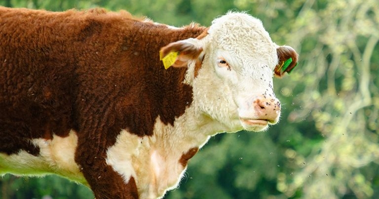Lungworm updates in cattle