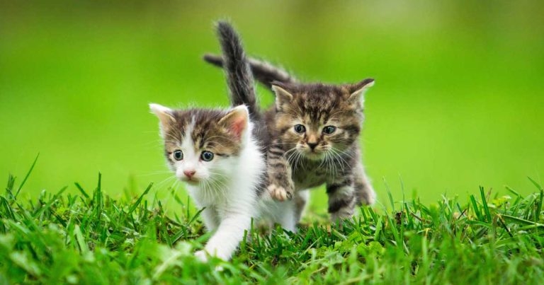 Kitten disease: drug hopes to ease pressures