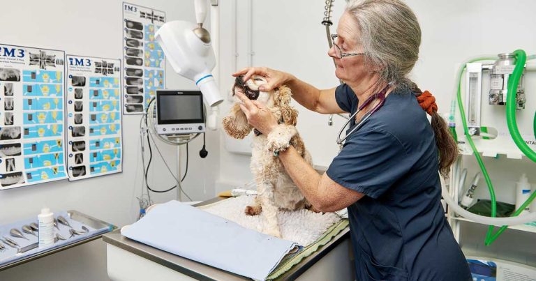 Shopping centre vet clinic opening for Gourley