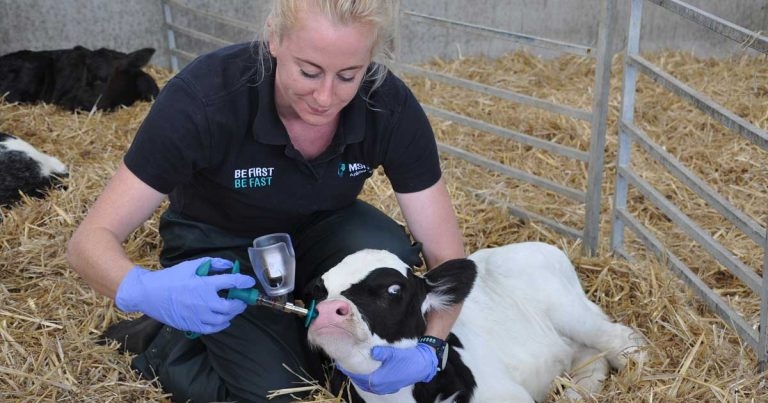 Early life calf pneumonia vaccine in new size