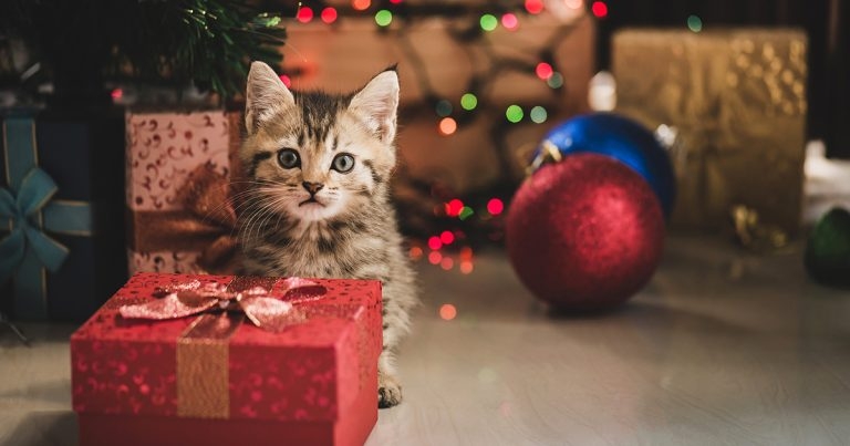 Seasonal pet poisonings: how to approach these cases