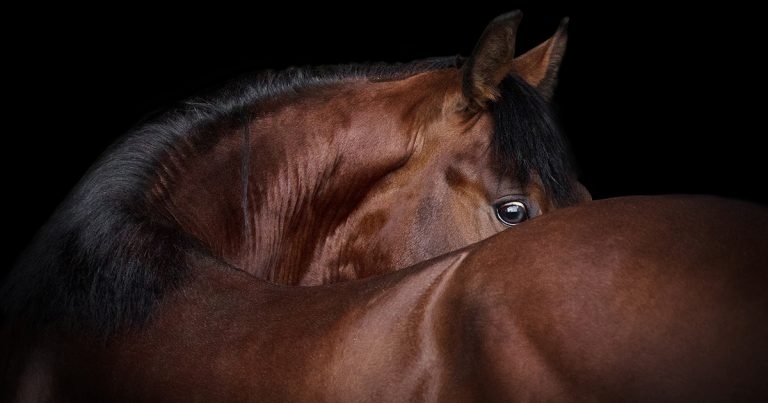 Advanced equine imaging – an update on options