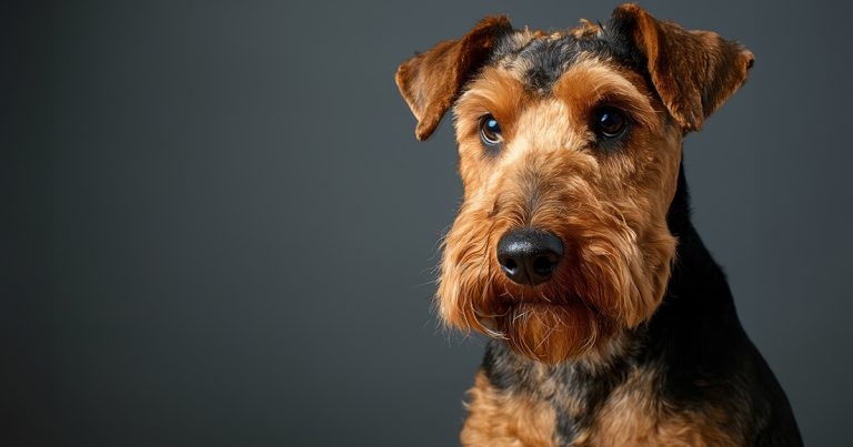 ILE therapy in a dog with sodium valproate toxicosis